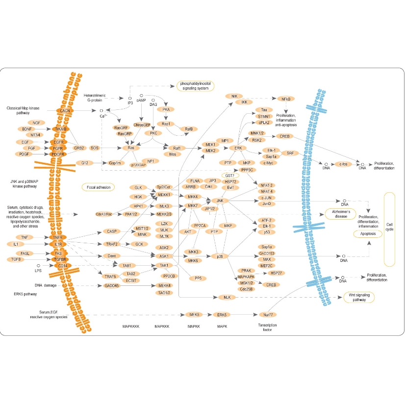 辰辉创聚生物®Nebulabio 提供MAPK信号通路相关蛋白