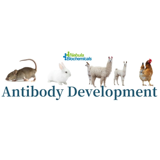 对照抗体现货  | 国货替代首选