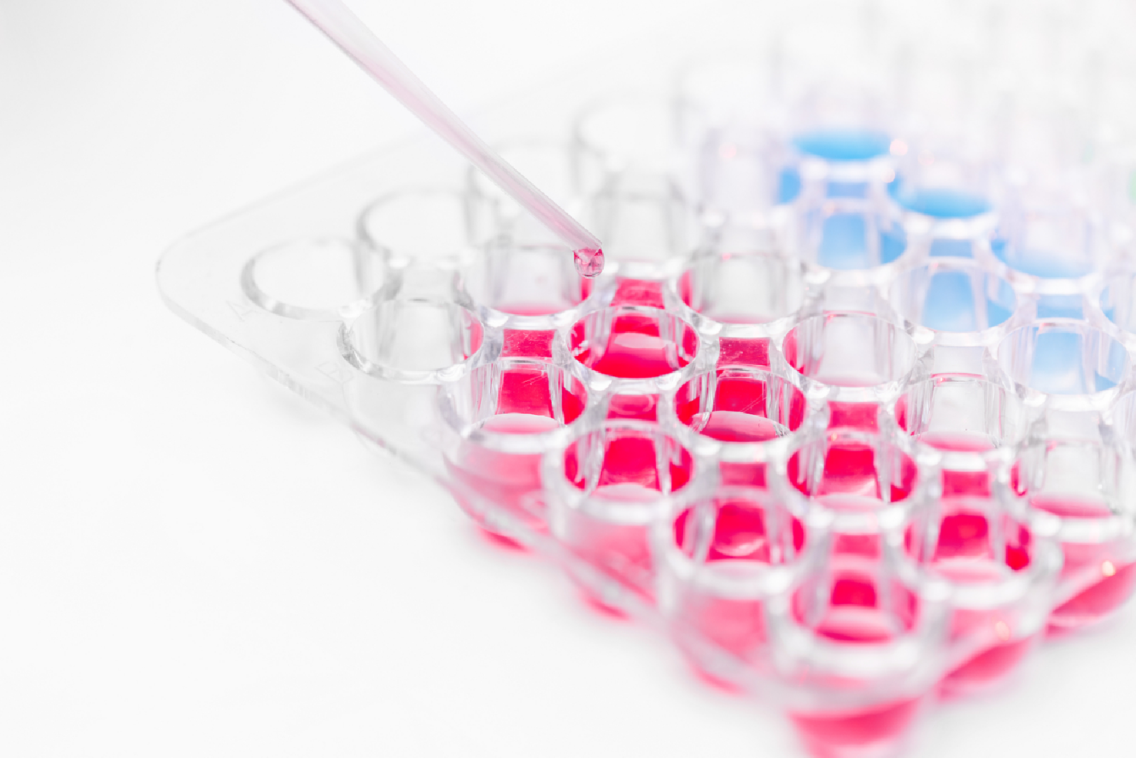 ELISA现货 | 国货替代首选