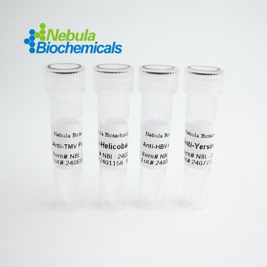 IBA1/AIF1抗体 | Anti-IBA1/AIF1 Monoclonal Antibody