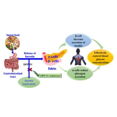 大鼠GIP单抗热销中 | 维百奥生物