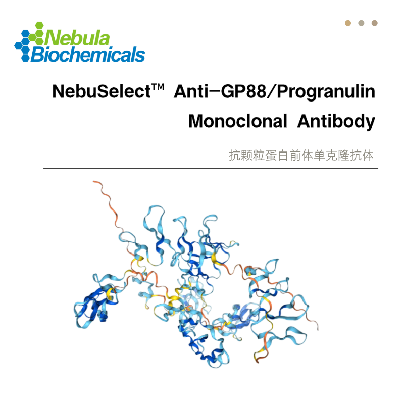GP88  Progranulin (颗粒蛋白前体)抗体