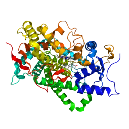 重组大鼠Cyp19a1蛋白 | Recombinant Rat Cyp19a1, 196-373aa, His-tag