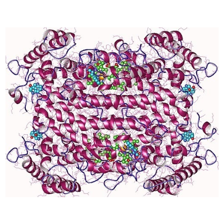 重组人TDO2蛋白 | Recombinant Human TDO2 Protein, 31-380aa, His-tag