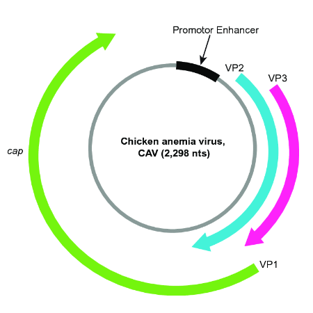 鸡贫血病毒VP1Capsid蛋白 | Chicken anemia virus Dual specificity protein phosphatase VP1