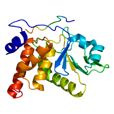 重组鸡贫血病毒Dual specificity protein phosphatase VP3蛋白