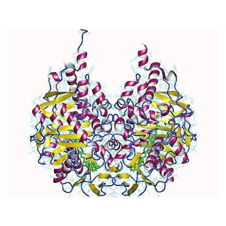 重组大鼠MAOB蛋白 | Recombinant MAOB, 206-505aa, His-tag