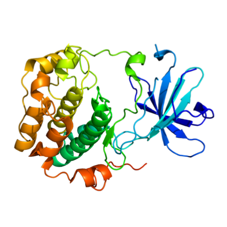 重组人SGK1蛋白 | Recombinant Human SGK1, 60-431aa, His-tag