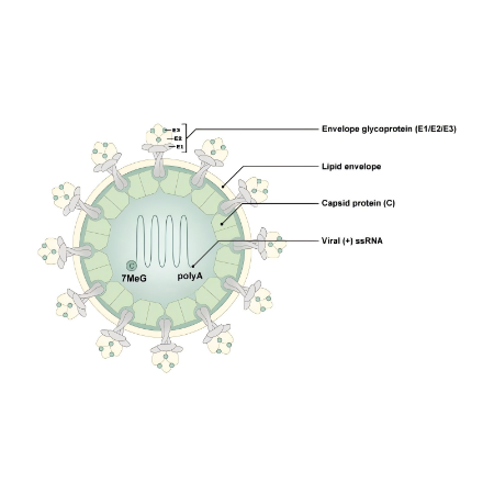 重组Chikungunya Virus E1 (CHIKV)蛋白 | Recombinant Chikungunya Wild Type E1