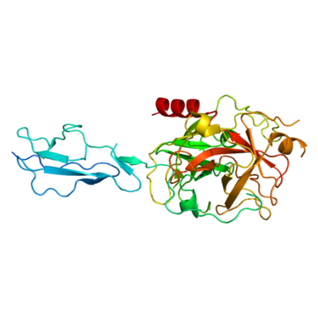 重组犬C1s蛋白 | Recombinant Dog C1s, 1-689aa, His-tag