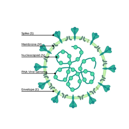 重组人RSV (B) Post-fusion glycoprotein F0蛋白