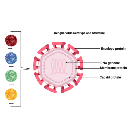重组登革病毒DENV-4 Envelope蛋白 | DENV-4 Envelope protein, 576-679aa, His-tag