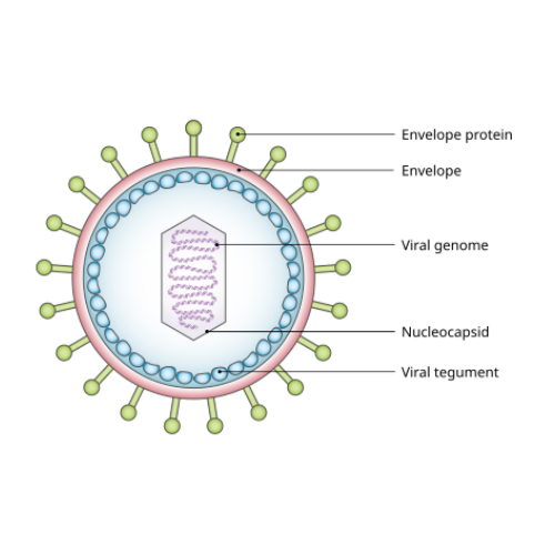 重组EBV GP42蛋白 | Recombinant EBV/HHV4 Glycoprotein 42, 30-223aa, His-tag