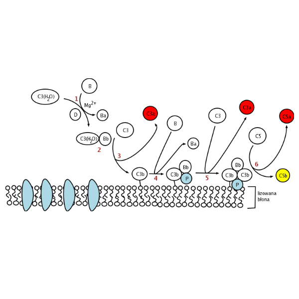 重组人CFP/Properdin蛋白 | Recombinant Human CFP/Properdin, 28-469 aa, His-tag