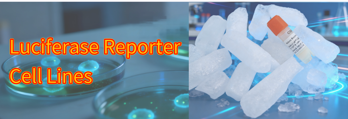 Luciferase Reporter Cell Lines - Nebulabio