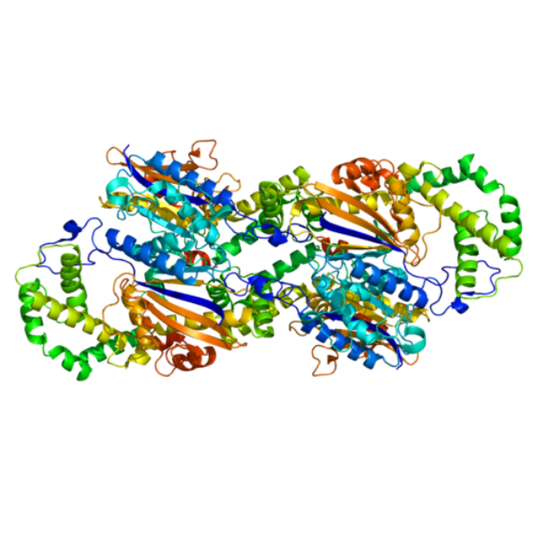 重组人PAP蛋白 | Human Prostatic Acid Phosphatase (PAP), 167-335aa, His-tag