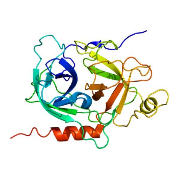 重组小鼠GZMK蛋白 | Recombinant Mouse GZMK, 35-263aa, His-tag