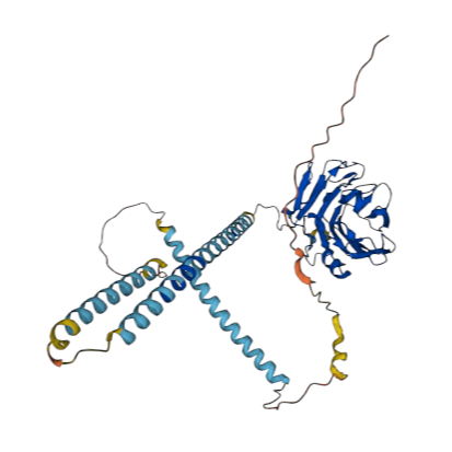 重组小鼠神经元五聚蛋白II（NPTX2）现货热销中