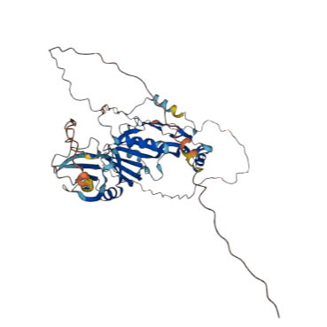重组小鼠GDF10/BMP-3B蛋白 | Recombinant Mouse GDF10/BMP-3B, 339-477 aa, His-tag