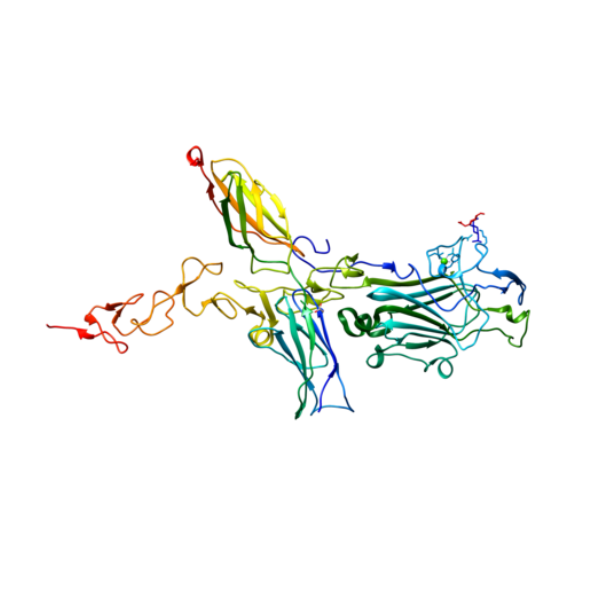重组人Netrin-1蛋白 | Recombinant Human Netrin-1
