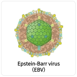 Epstein-Barr virus