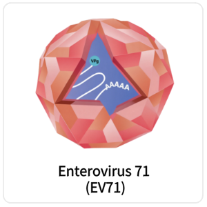 Enterovirus 71 (EV71)