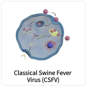 Classical Swine Fever Virus (CSFV)