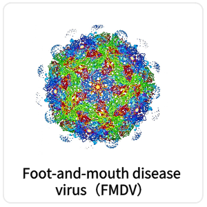 Foot-and-mouth disease virus（FMDV）