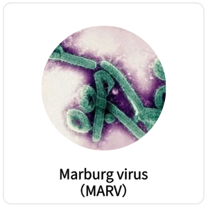 Marburg virus（MARV）