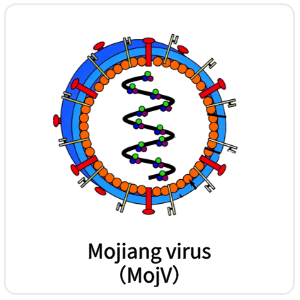 Mojiang virus（MojV）