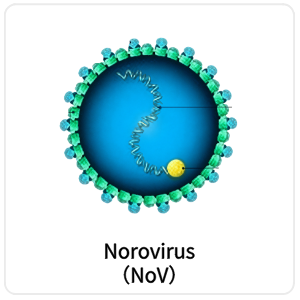 Norovirus（NoV）