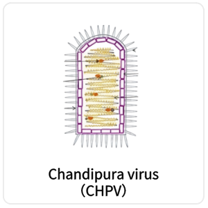 Chandipura virus（CHPV）