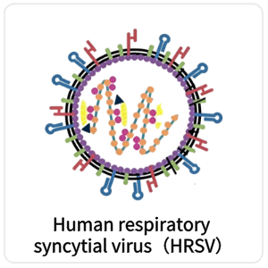 Human respiratory syncytial virus（HRSV）