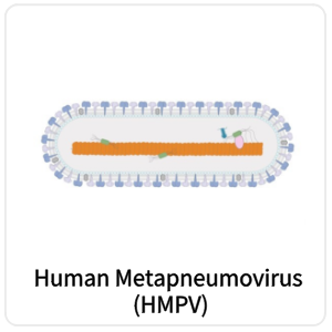 Human Metapneumovirus (hMPV)
