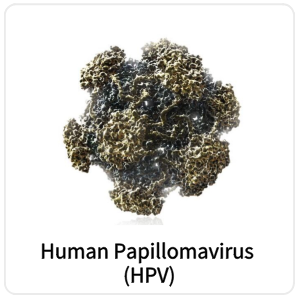 Human Papillomavirus (HPV)