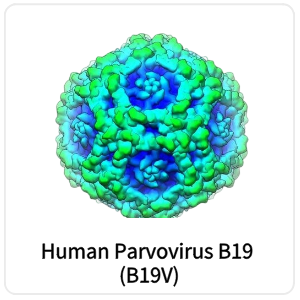 Human Parvovirus B19