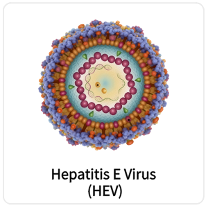 Hepatitis E Virus (HEV)