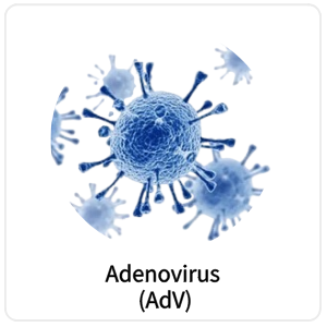 Adenovirus (AdV)