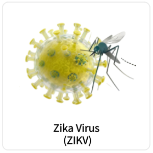 Zika Virus (ZIKV)