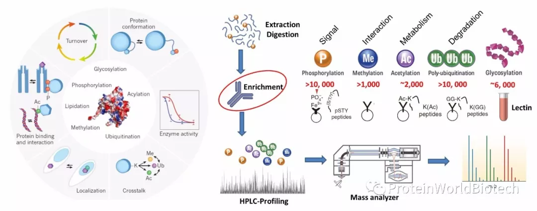 一级特黄AAA大片在线观看