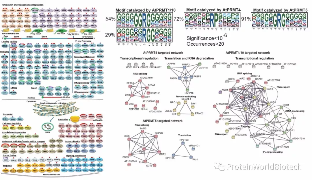 一级特黄AAA大片在线观看