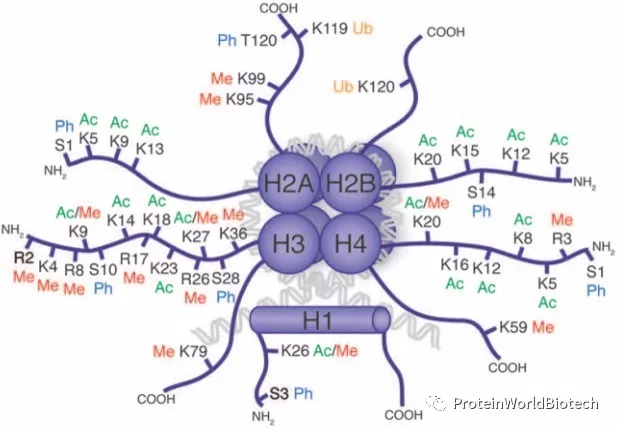 一级特黄AAA大片在线观看