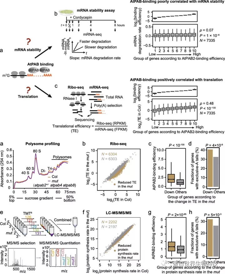 一级特黄AAA大片在线观看