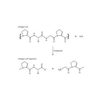 胶原酶 来源于溶组织梭菌 货号C6885.jpg