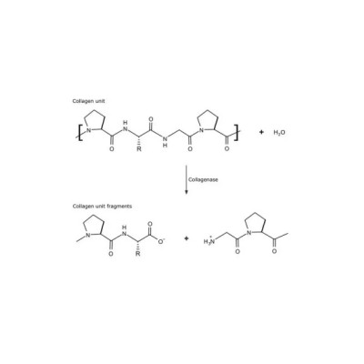 胶原酶 来源于溶组织梭菌 货号C2139.jpg