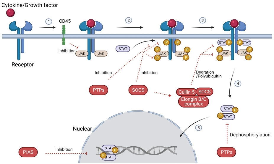 6776a207ec6c5.png 43(1).png