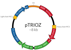 pTRIOZ-general-invivogen-small.png