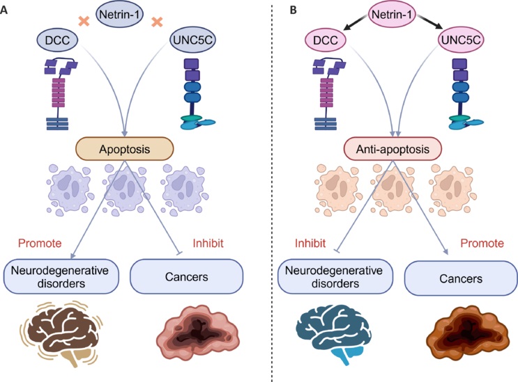 Netrin 1抗体（NP137商品名）.jpg
