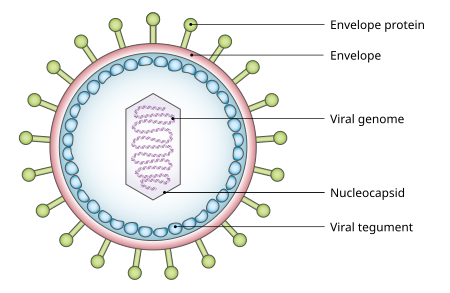 Viral_Tegument.svg.png