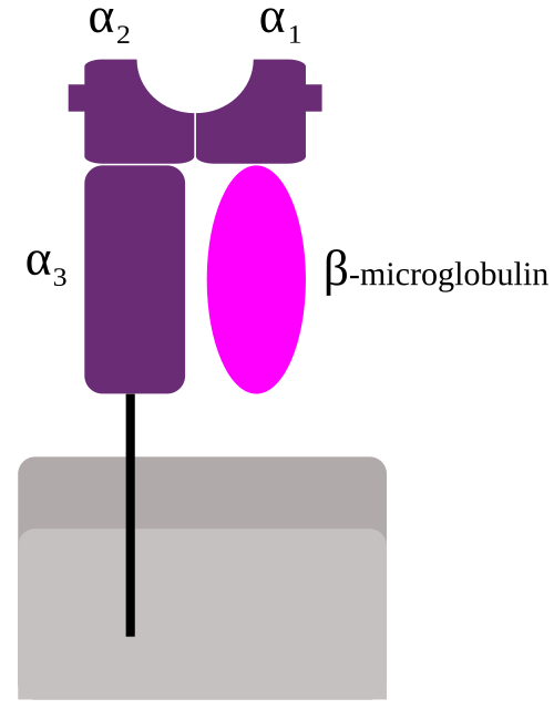 MHC_Class_1.svg.png